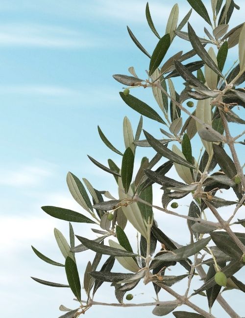 OlivePack